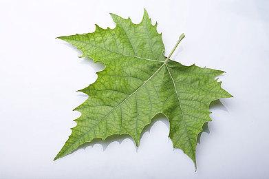 暴雪战网现在支持改名 只有一次、截止到11月6日